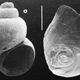 If you listen, you may be able to beaverpond marstonia’s ghost in the shell. Photo: Robert Hershler/Smithsonian
